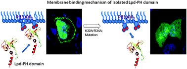 Graphical abstract: Mechanistic insights into the phosphatidylinositol binding properties of the pleckstrin homology domain of lamellipodin