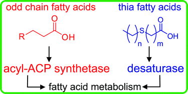 Graphical abstract: Probing fatty acid metabolism in bacteria, cyanobacteria, green microalgae and diatoms with natural and unnatural fatty acids