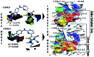Graphical abstract: Molecular modeling studies to characterize N-phenylpyrimidin-2-amine selectivity for CDK2 and CDK4 through 3D-QSAR and molecular dynamics simulations