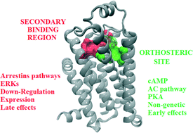 Graphical abstract: Insights into a defined secondary binding region on β-adrenoceptors and putative roles in ligand binding and drug design