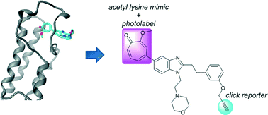 Graphical abstract: Direct photocapture of bromodomains using tropolone chemical probes