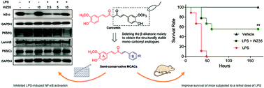 Graphical abstract: Synthesis and biological evaluation of novel semi-conservative monocarbonyl analogs of curcumin as anti-inflammatory agents