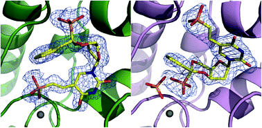 Graphical abstract: Structure-based design of a bisphosphonate 5′(3′)-deoxyribonucleotidase inhibitor