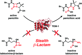 Graphical abstract: Tabtoxinine-β-lactam is a “stealth” β-lactam antibiotic that evades β-lactamase-mediated antibiotic resistance