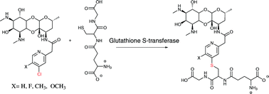 Graphical abstract: Phase II metabolic pathways of spectinamide antitubercular agents: a comparative study of the reactivity of 4-substituted pyridines to glutathione conjugation