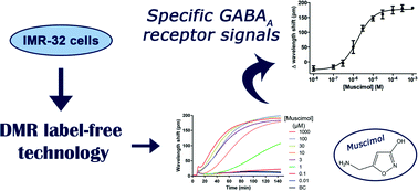 Graphical abstract: Demonstration of the dynamic mass redistribution label-free technology as a useful cell-based pharmacological assay for endogenously expressed GABAA receptors