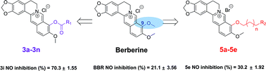 Graphical abstract: Design, synthesis and anti-inflammatory effects of novel 9-O-substituted-berberine derivatives