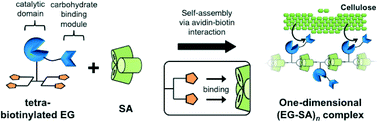 Graphical abstract: One-dimensional assembly of functional proteins: toward the design of an artificial cellulosome