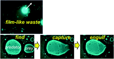 Graphical abstract: A molecular assembly that crawls on a solid substrate with a metabolic-like process