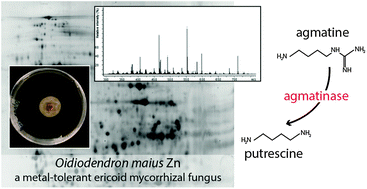Graphical abstract: Common and metal-specific proteomic responses to cadmium and zinc in the metal tolerant ericoid mycorrhizal fungus Oidiodendron maius Zn