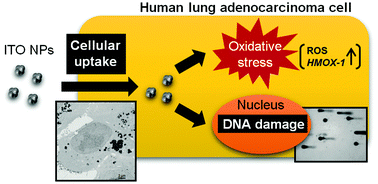 Graphical abstract: In vitro evaluation of the cellular effect of indium tin oxide nanoparticles using the human lung adenocarcinoma A549 cells