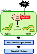 Graphical abstract: Tributyltin induces mitochondrial fission through NAD-IDH dependent mitofusin degradation in human embryonic carcinoma cells