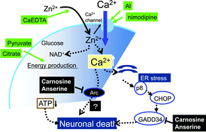 Graphical abstract: Protective activity of carnosine and anserine against zinc-induced neurotoxicity: a possible treatment for vascular dementia