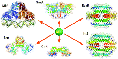 Graphical abstract: Nickel-responsive transcriptional regulators
