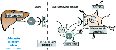 Graphical abstract: Selenium, selenoproteins and neurodegenerative diseases