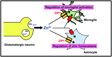 Graphical abstract: Characterization of zinc uptake by mouse primary cultured astrocytes and microglia