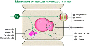Graphical abstract: Unravelling the mechanisms of mercury hepatotoxicity in wild fish (Liza aurata) through a triad approach: bioaccumulation, metabolomic profiles and oxidative stress