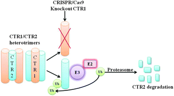 Graphical abstract: The copper transporter 1 (CTR1) is required to maintain the stability of copper transporter 2 (CTR2)