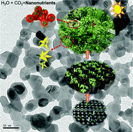 Graphical abstract: Mechanistic evaluation of translocation and physiological impact of titanium dioxide and zinc oxide nanoparticles on the tomato (Solanum lycopersicum L.) plant