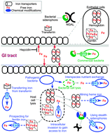 Graphical abstract: Iron and zinc exploitation during bacterial pathogenesis