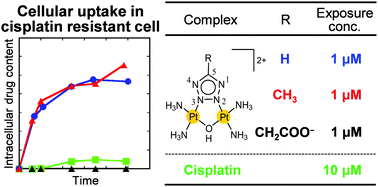 Graphical abstract: Highly efficient uptake into cisplatin-resistant cells and the isomerization upon coordinative DNA binding of anticancer tetrazolato-bridged dinuclear platinum(ii) complexes
