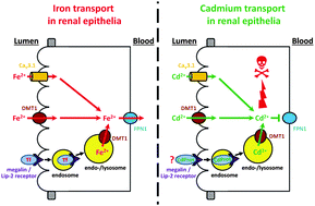 Graphical abstract: Iron transport in the kidney: implications for physiology and cadmium nephrotoxicity