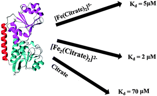 Graphical abstract: FecB, a periplasmic ferric-citrate transporter from E. coli, can bind different forms of ferric-citrate as well as a wide variety of metal-free and metal-loaded tricarboxylic acids