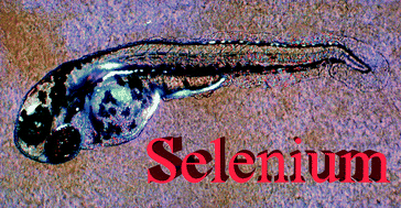 Graphical abstract: Distribution of selenium in zebrafish larvae after exposure to organic and inorganic selenium forms