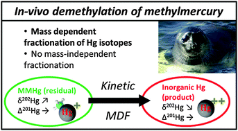 Graphical abstract: Natural Hg isotopic composition of different Hg compounds in mammal tissues as a proxy for in vivo breakdown of toxic methylmercury