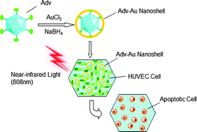 Graphical abstract: Preparation of adenovirus-templated gold nanoshells and a study of their photothermal therapy efficacy
