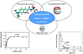 Graphical abstract: Host–guest interaction of coumarin-derivative dyes and cucurbit[7]uril: leading to the formation of supramolecular ternary complexes with mercuric ions