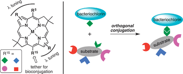 Graphical abstract: Near-infrared tunable bacteriochlorins equipped for bioorthogonal labeling