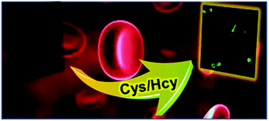 Graphical abstract: Water soluble perylene bisimide and its turn off/on fluorescence are used to detect cysteine and homocysteine
