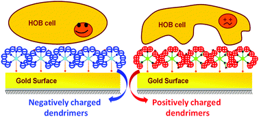 Graphical abstract: Synthesis and characterization of bifunctional dendrimers: preliminary use for the coating of gold surfaces and the proliferation of human osteoblasts (HOB)