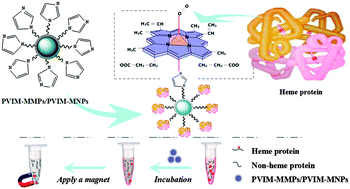 Graphical abstract: Polymer decorated magnetite materials as smart protein separators to manipulate the high loading of heme proteins