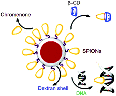 Graphical abstract: Loading of chromenones on superparamagnetic iron oxide-modified dextran core–shell nanoparticles: openness to bind to β-cyclodextrin and DNA