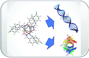 Graphical abstract: Design and synthesis of a novel trinuclear palladium(ii) complex containing an oxime chelate ligand: determining the interaction mechanism with the DNA groove and BSA site I by spectroscopic and molecular dynamics simulation approaches