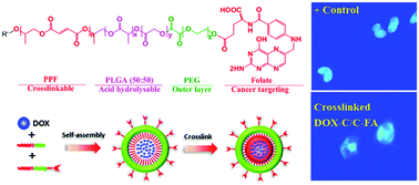 Graphical abstract: Hydrolysable core crosslinked particles for receptor-mediated pH-sensitive anticancer drug delivery