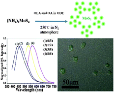 Graphical abstract: Colloidal synthesis of MoS2 quantum dots: size-dependent tunable photoluminescence and bioimaging