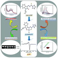 Graphical abstract: Synthesis, X-ray crystal structure, DNA/protein binding and DNA cleavage studies of novel copper(ii) complexes of N-substituted isatin thiosemicarbazone ligands