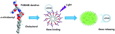 Graphical abstract: Photodegradable self-assembling PAMAM dendrons for gene delivery involving dendriplex formation and phototriggered circular DNA release