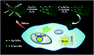 Graphical abstract: Nonstoichiometric Cu2−xSe nanocrystals in situ produced on the surface of carbon nanotubes for ablation of tumor cells