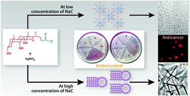 Graphical abstract: Green one step morphosynthesis of silver nanoparticles and their antibacterial and anticancerous activities