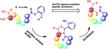 Graphical abstract: Serine/threonine ligation for natural cyclic peptide syntheses