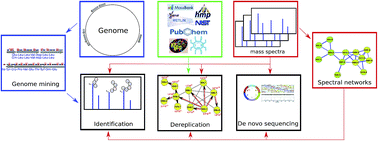 Graphical abstract: Dereplication, sequencing and identification of peptidic natural products: from genome mining to peptidogenomics to spectral networks