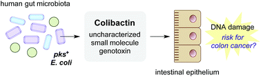 Graphical abstract: Colibactin: understanding an elusive gut bacterial genotoxin
