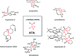 Graphical abstract: Synthetic approaches towards alkaloids bearing α-tertiary amines
