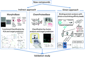 Graphical abstract: Integrated profiling methods for identifying the targets of bioactive compounds: MorphoBase and ChemProteoBase