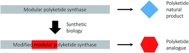 Graphical abstract: Genetic engineering of modular PKSs: from combinatorial biosynthesis to synthetic biology