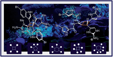 Graphical abstract: Emergence of diversity and stereochemical outcomes in the biosynthetic pathways of cyclobutane-centered marine alkaloid dimers